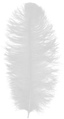 Overig Prinsenveer Wit 50-60cm (Struisvogelveer)