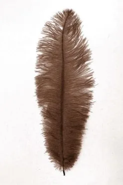 Overig Struisvogelveer Bruin Ca. 30cm