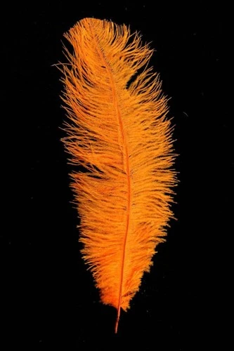 Overig Struisvogelveer Oranje Ca. 30cm 3 Overig Struisvogelveer Oranje Ca. 30cm