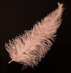 Overig Struisvogelveer Roze Ca. 30cm
