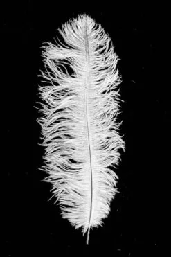 Overig Struisvogelveer Wit Ca. 30cm