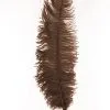 Overig Struisvogelveren 50-60cm Bruin -Decoratie Verkoopwinkel struisvogelveren 50 60cm bruin