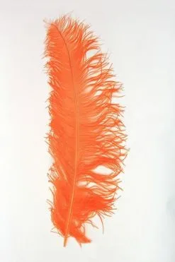 Overig Struisvogelveren 50-60cm Oranje