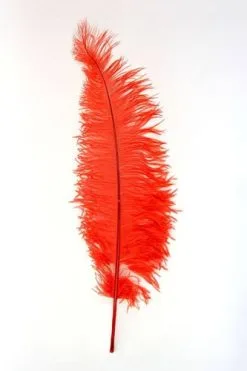 Overig Struisvogelveren 50-60cm Rood