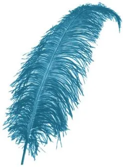 Overig Struisvogelveren 50-60cm Turquoise